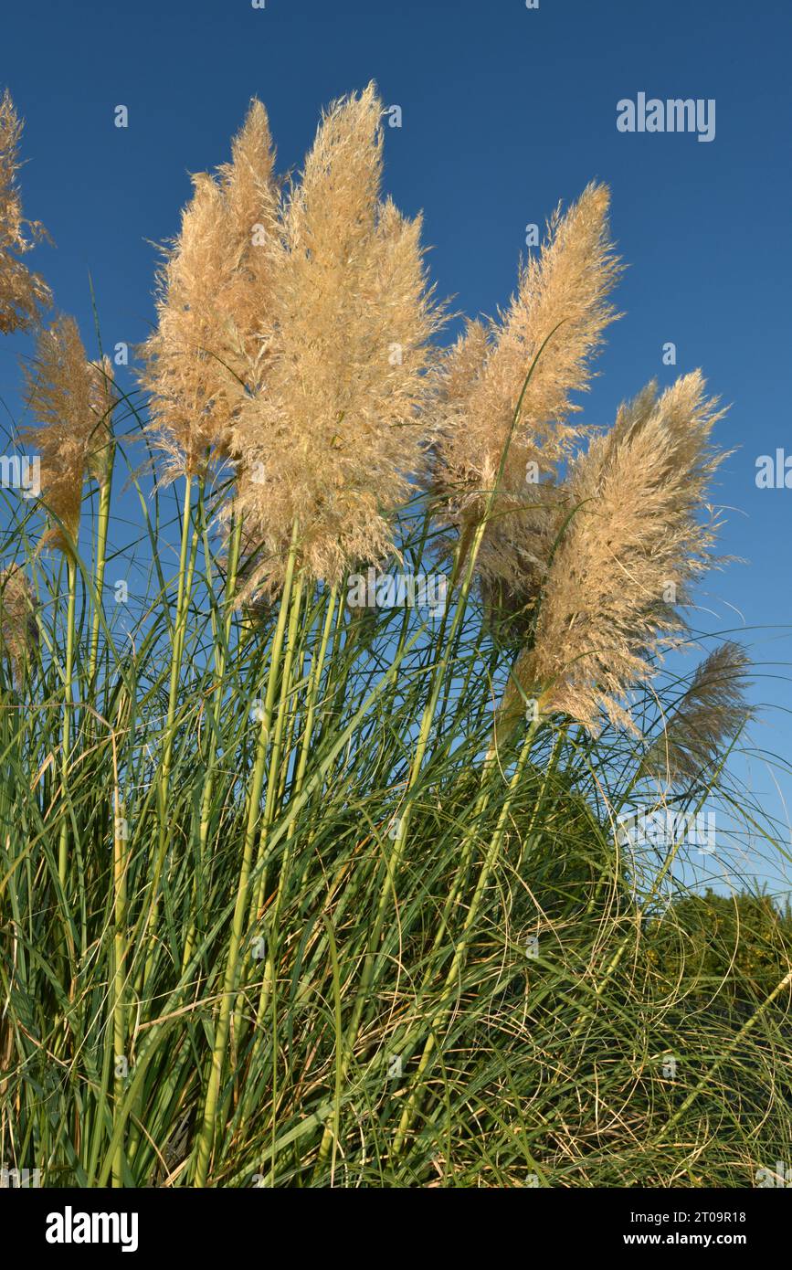 Pampas-Grass - Cortaderia selloana Foto Stock