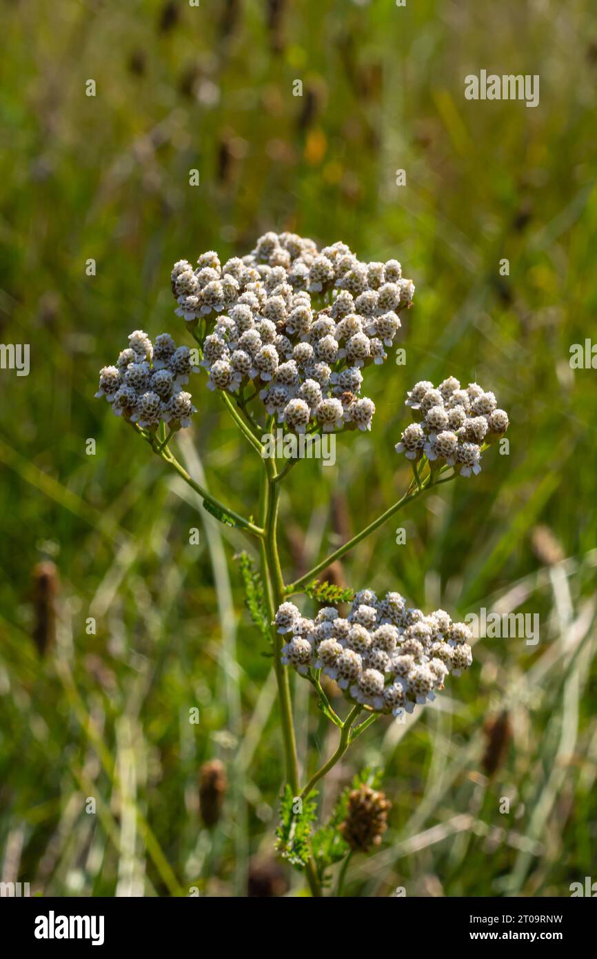 Ravvicinata dei fiori bianchi Achillea millefolium, sfondo floreale foglie verdi. Erbe medicinali naturali organiche, concetto di piante. Yarro selvatico Foto Stock