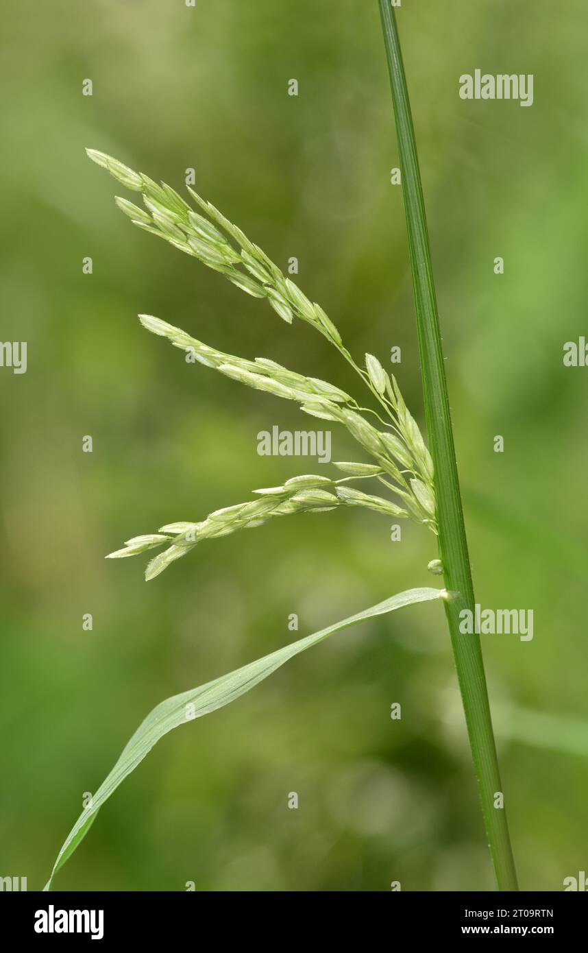 Erba tagliata - Leerisa orysoides Foto Stock