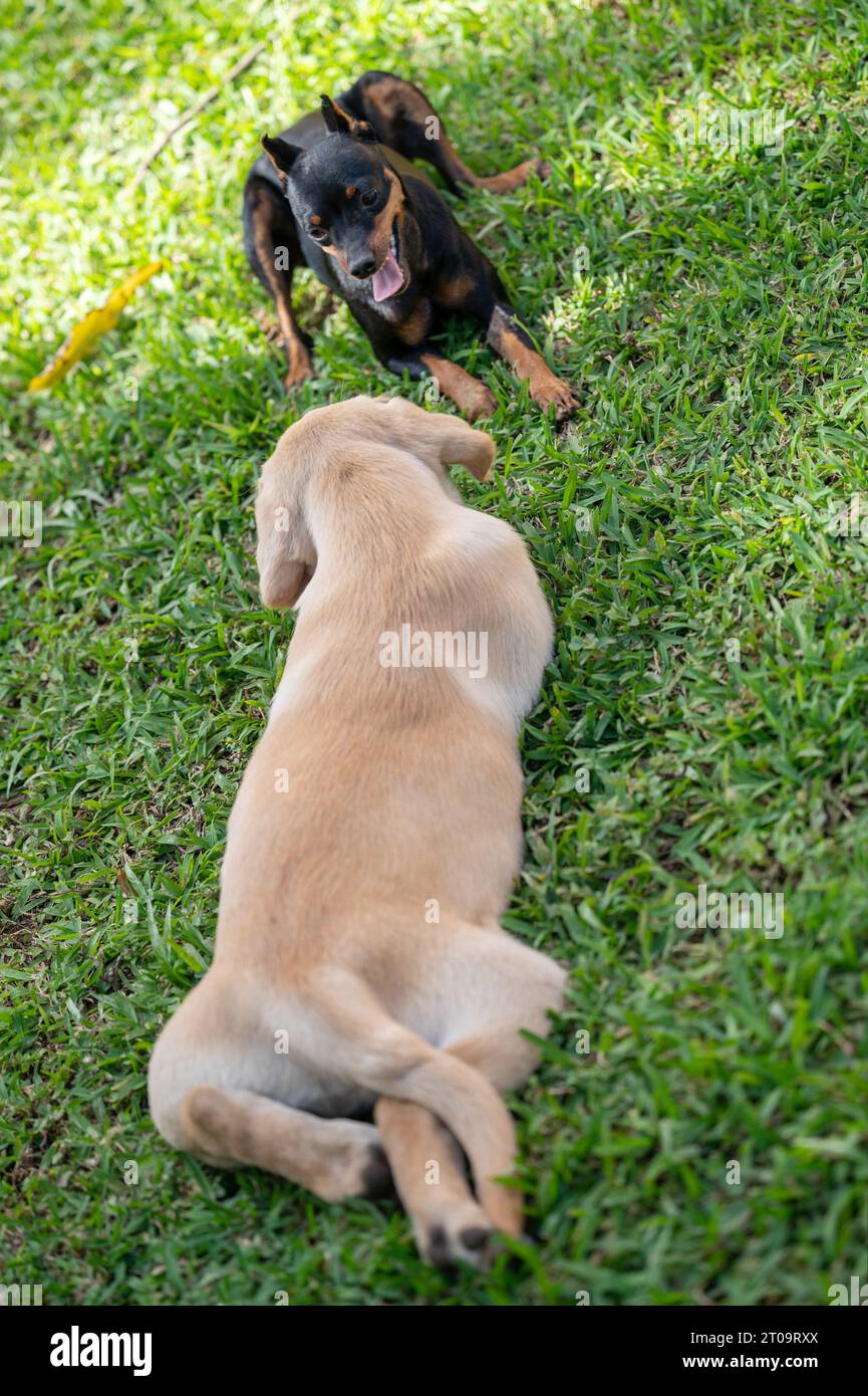 Sdraiati sull'erba verde due cani mentre giocano all'aperto Foto Stock