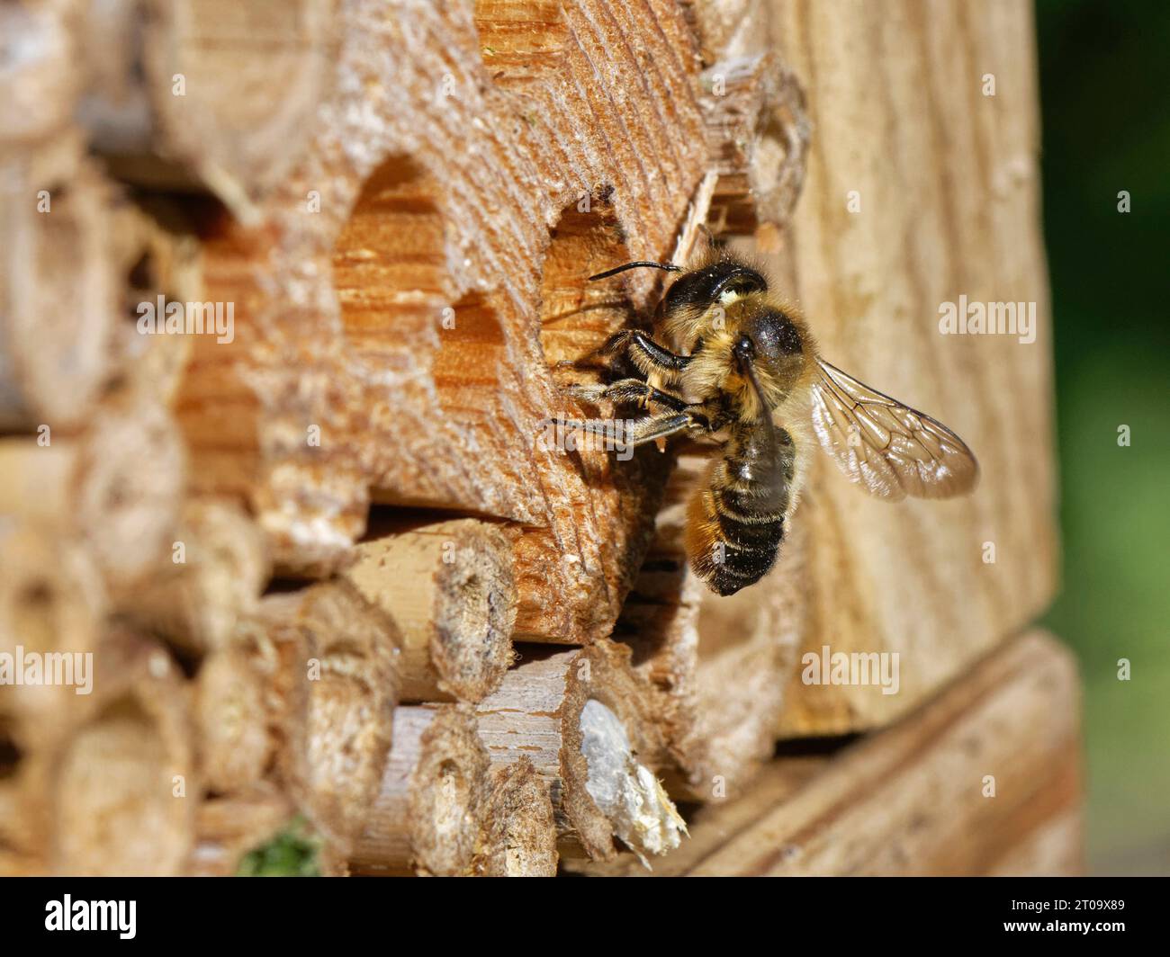 Femmina di taglialegna (Megachile ligniseca) che rimuove una rasatura del legno che ha tagliato mentre ingrandisce una tana di nido in un hotel di insetti, Regno Unito. Foto Stock