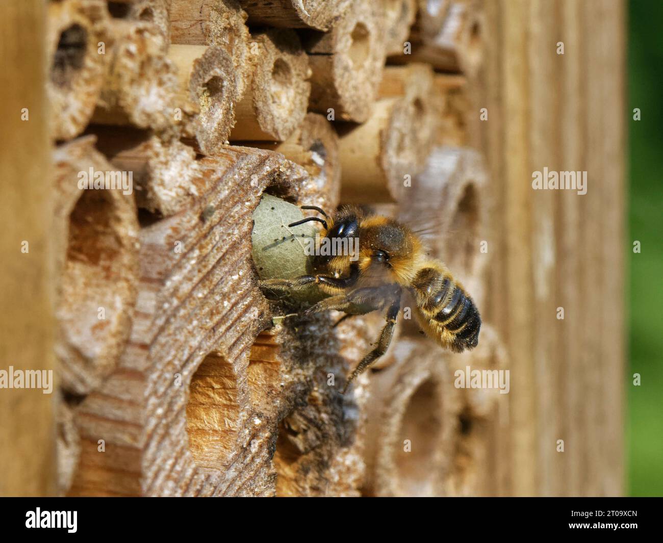 Femmina che taglia i legni (Megachile ligniseca) rimuovendo i resti di un vecchio nido di api tagliafuoco in un hotel di insetti prima di costruire il proprio Regno Unito. Foto Stock