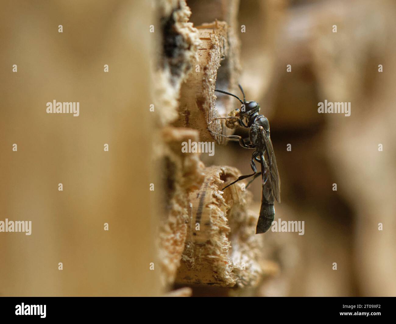 Vespa in legno con corna di legno (Trypoxylon clavicerum) al nido in un hotel di insetti con una palla di fango tenuta nelle gambe anteriori per sigillare il nido con, UK. Foto Stock