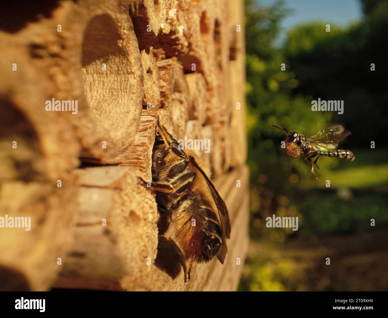 Vespa in legno con corna di club (Trypoxylon clavicerum) che vola fino al suo nido in un hotel di insetti con un ragno paralizzato davanti a un'ape Leafcutter nidificante, Regno Unito. Foto Stock