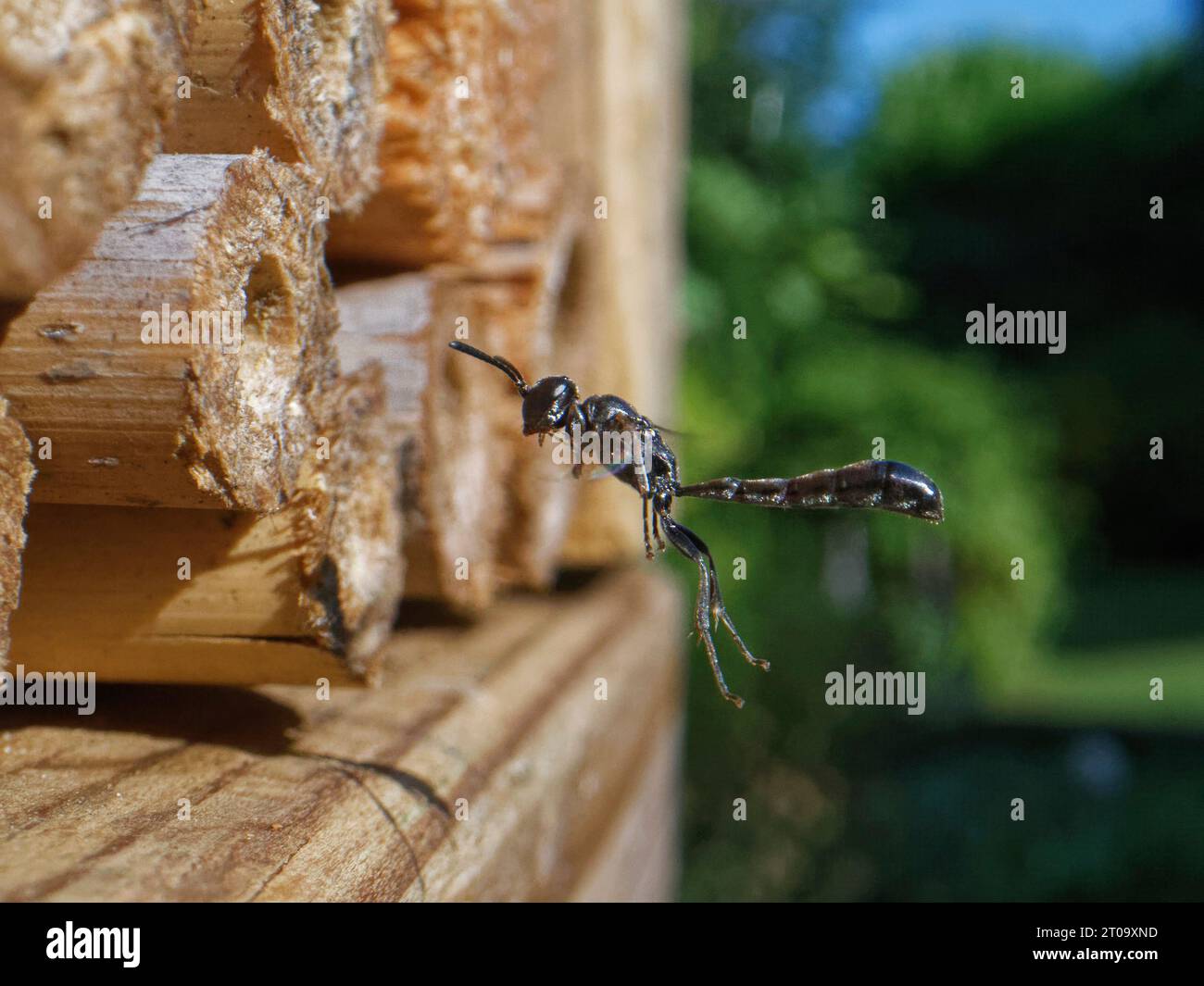 Vespa in legno con corna di legno (Trypoxylon clavicerum) che vola fino al suo nido in un hotel per insetti, Wiltshire, Regno Unito, giugno. Foto Stock