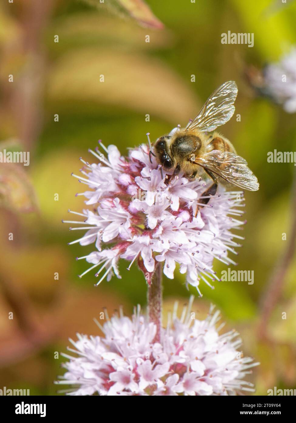 Api mellifera (Apis mellifera) nettare su una testa di fiori di menta d'acqua (Mentha aquatica) in uno stagno giardino, Wiltshire, Regno Unito, agosto. Foto Stock