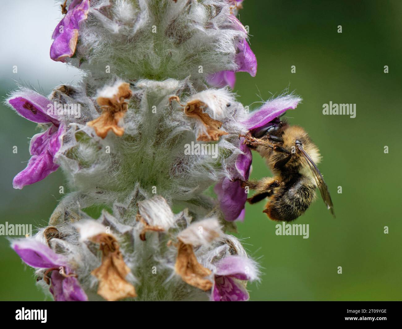 Ape di fiori a coda di forchetta (Anthophora furcata) femmina che visita i fiori di agnello (Stachys byzantina) in un letto di fiori da giardino, Wiltshire, Regno Unito, luglio. Foto Stock