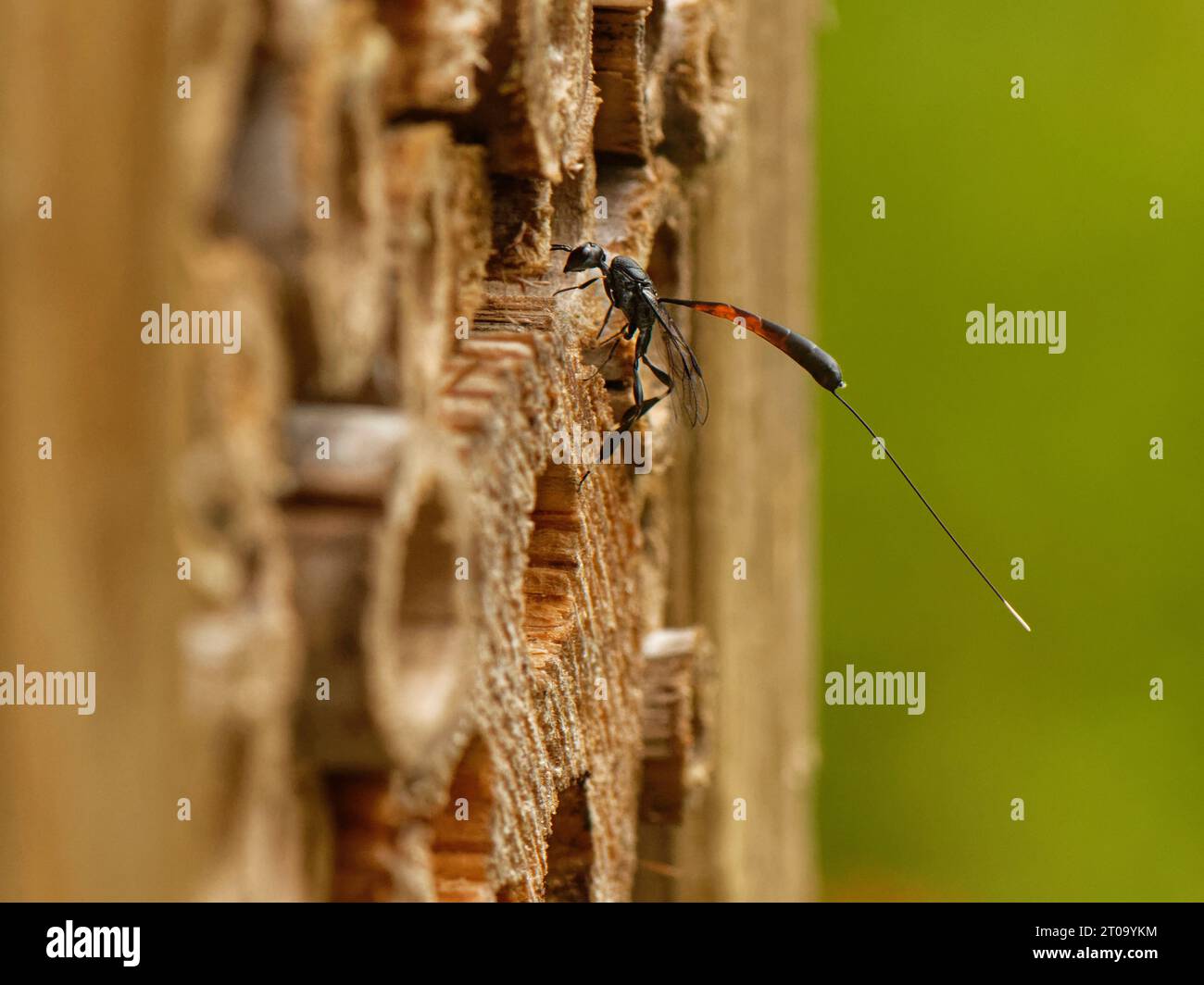 Grande stendardo / vespa di carota selvatica (Gasteruption jaculator), un parassita di api solitarie e vespe, che visitano un hotel di insetti alla ricerca di nidi ospitanti, Regno Unito. Foto Stock