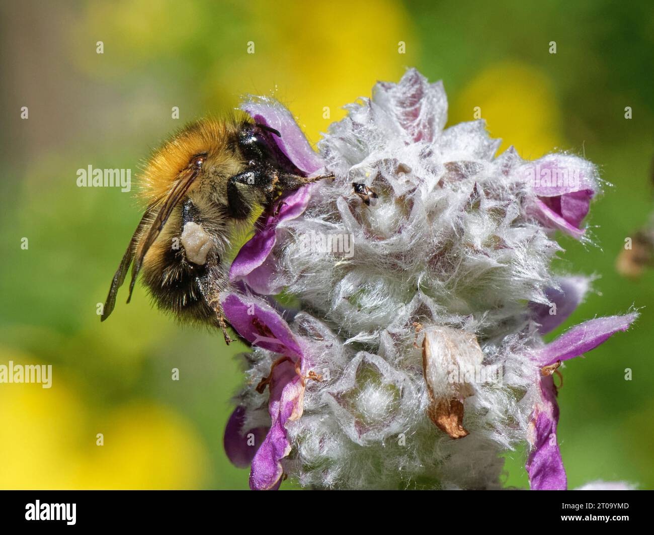Carder bee (Bombus pascuorum) nctaring from a Lamb's ear (Stachys byzantina) fiore in un giardino fiorito, Wiltshire, Regno Unito, luglio. Foto Stock