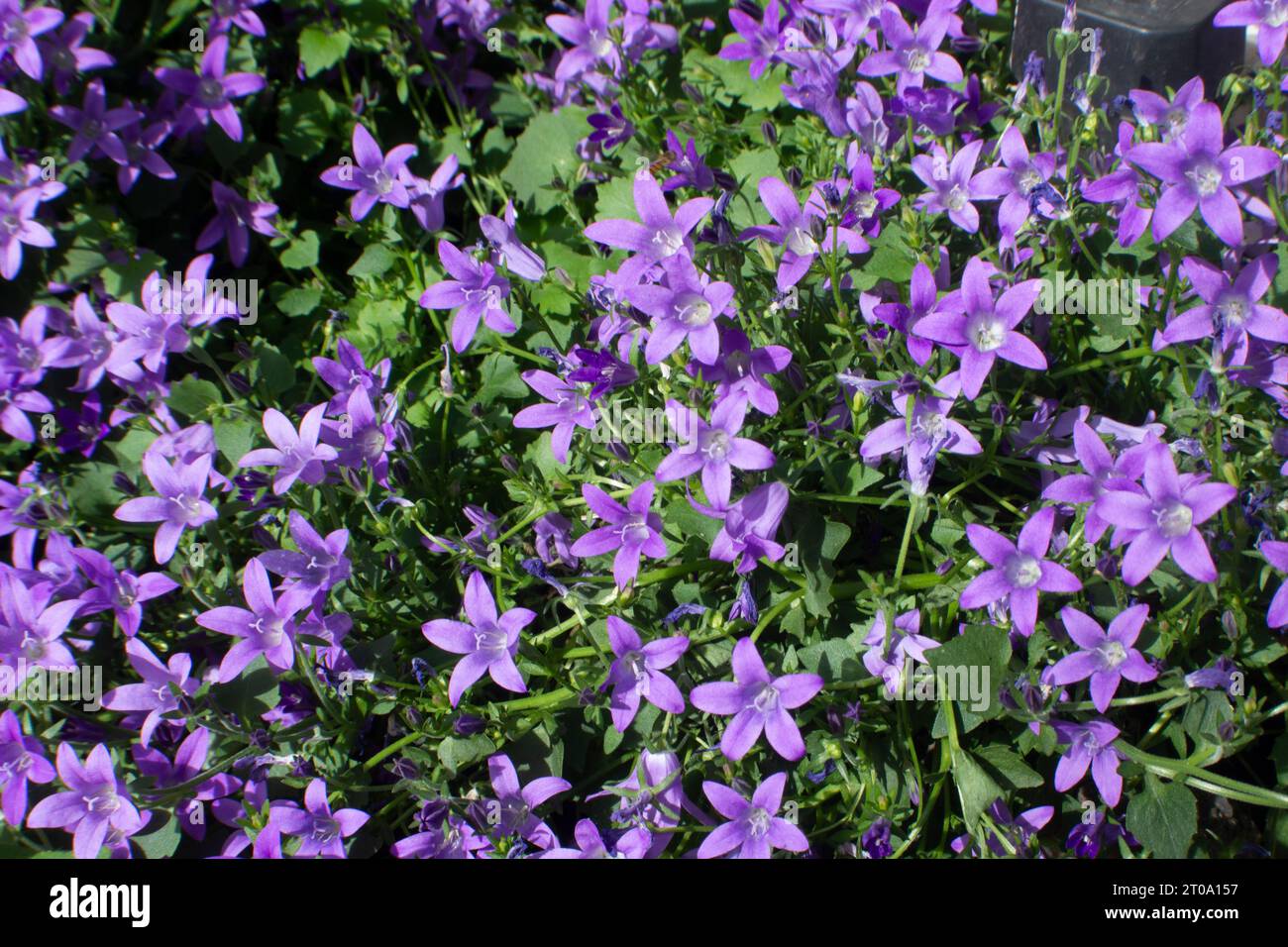 Flores de Jardín Foto Stock