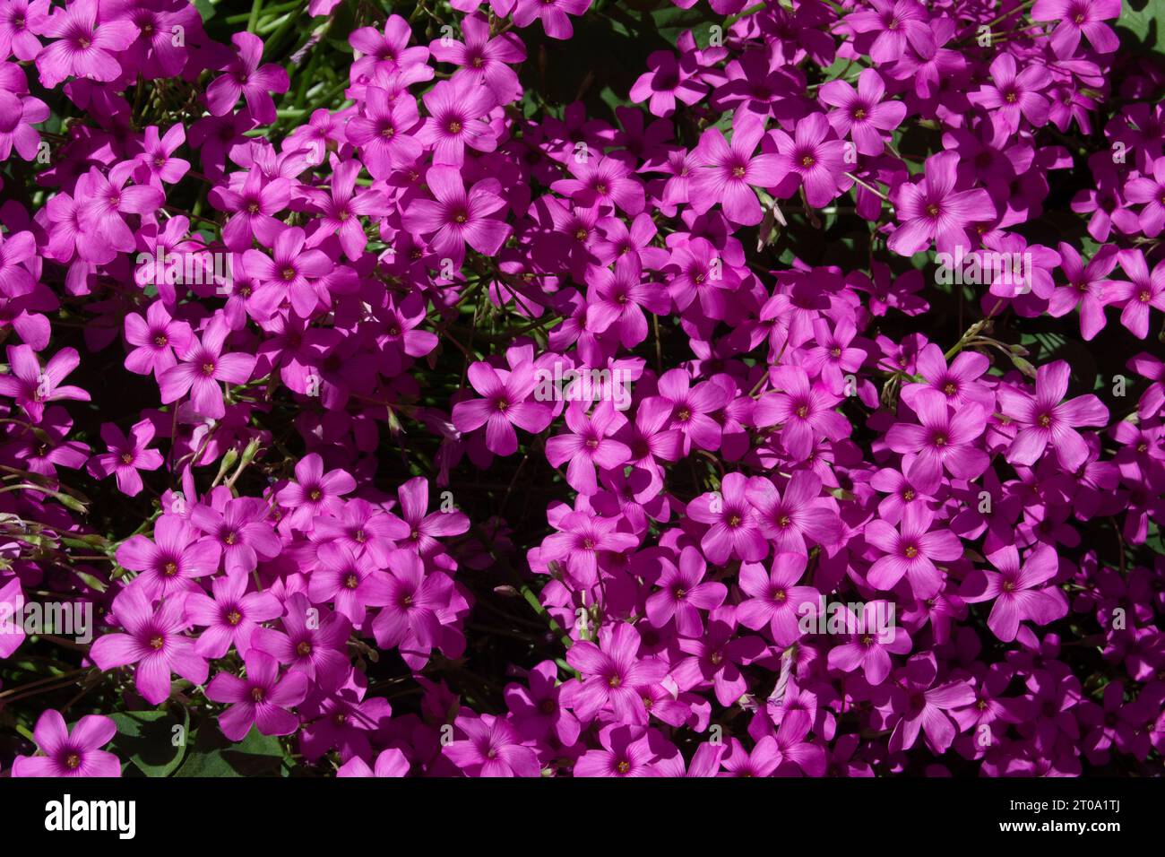 Flores de Jardín Foto Stock