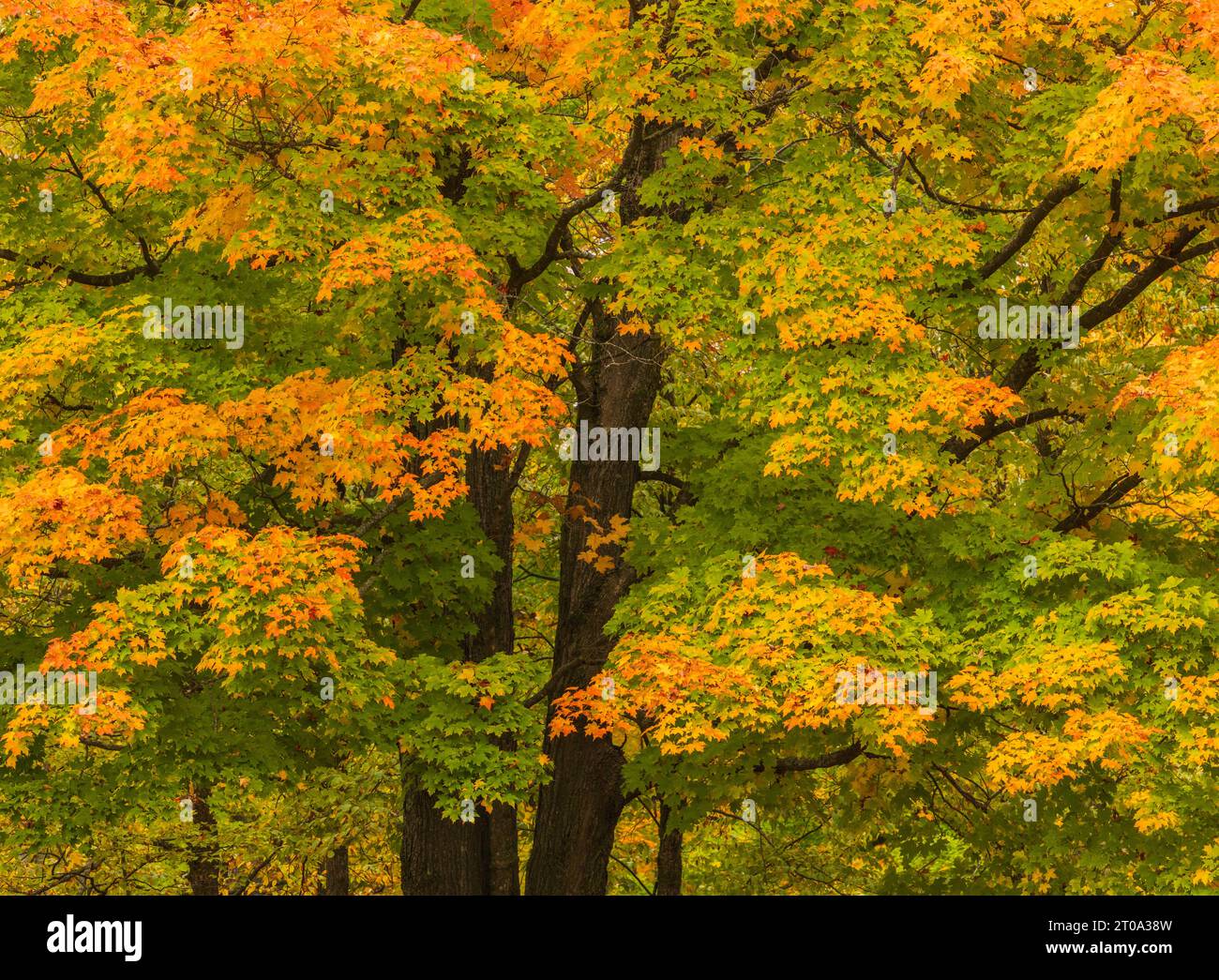 Un colorato acero da zucchero in una bella giornata autunnale nel Wisconsin settentrionale. Foto Stock