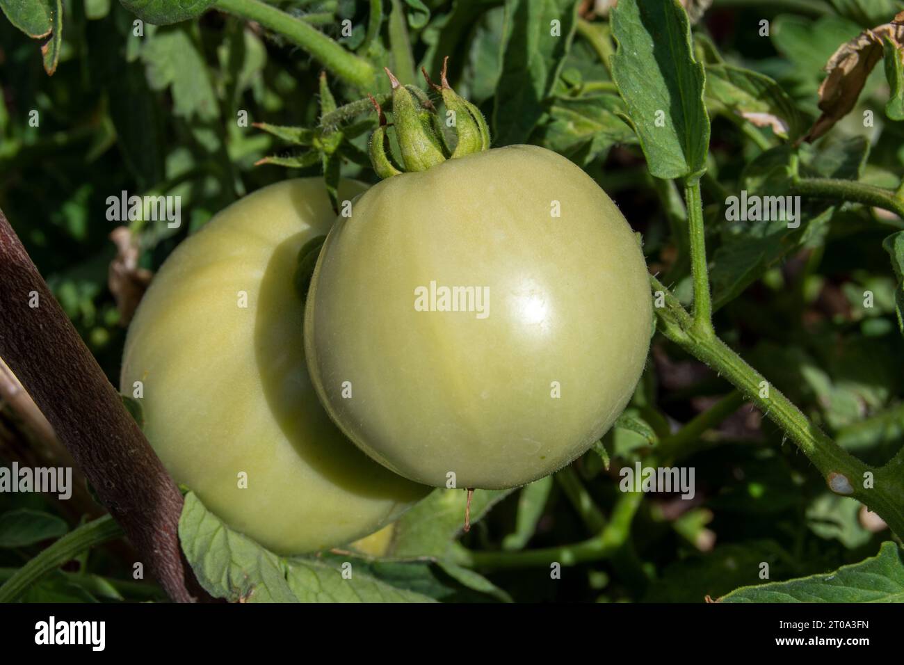 Tomates verdes madurando Foto Stock