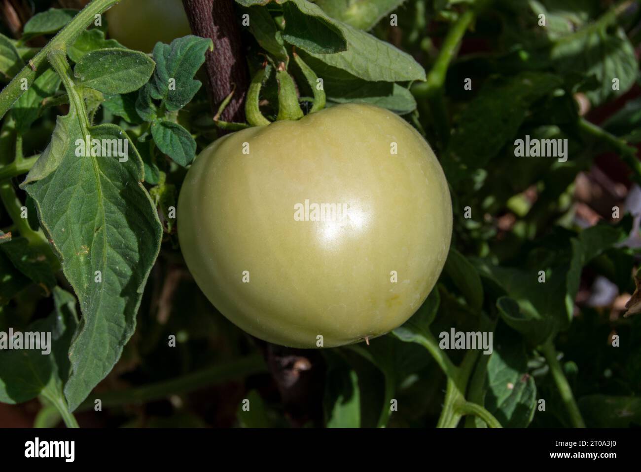 Tomates verdes madurando Foto Stock