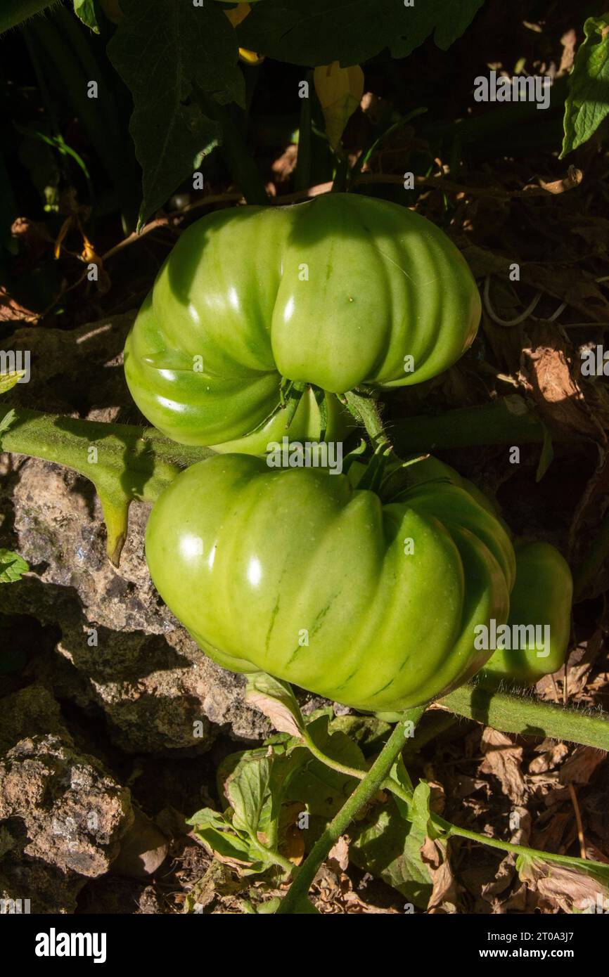 Tomates morunos en la huerta Foto Stock