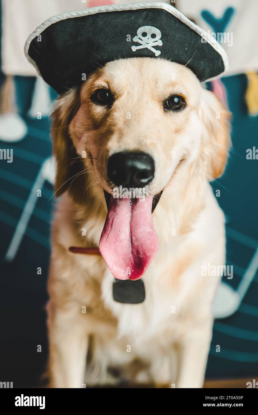 compleanno del cane caribean halloween Foto Stock