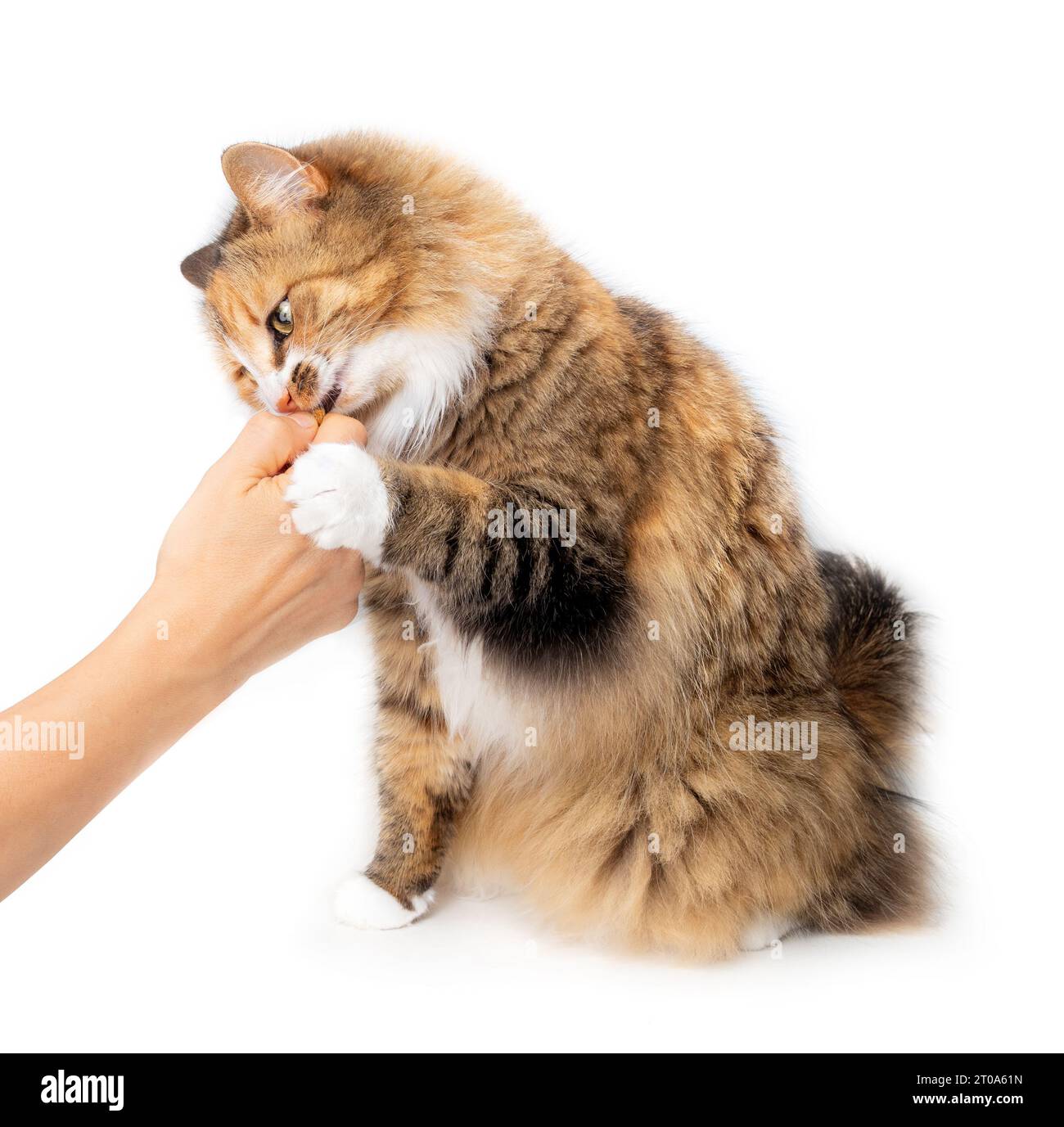 Gatto che morde il dito di una persona che cerca di ottenere i ciottoli dalla mano. Il gattino affamato afferra la mano dei proprietari di animali mentre si siede di lato. Soffice femmina lunga ha Foto Stock