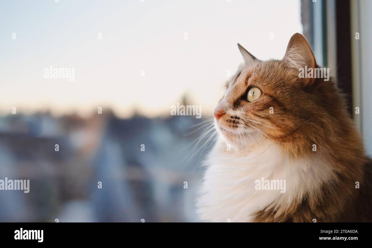 Gatto interno che guarda qualcosa fuori. Profilo laterale di gattino carino e soffice seduto vicino alla finestra con un intenso linguaggio del corpo mentre si guarda un uccello di Foto Stock