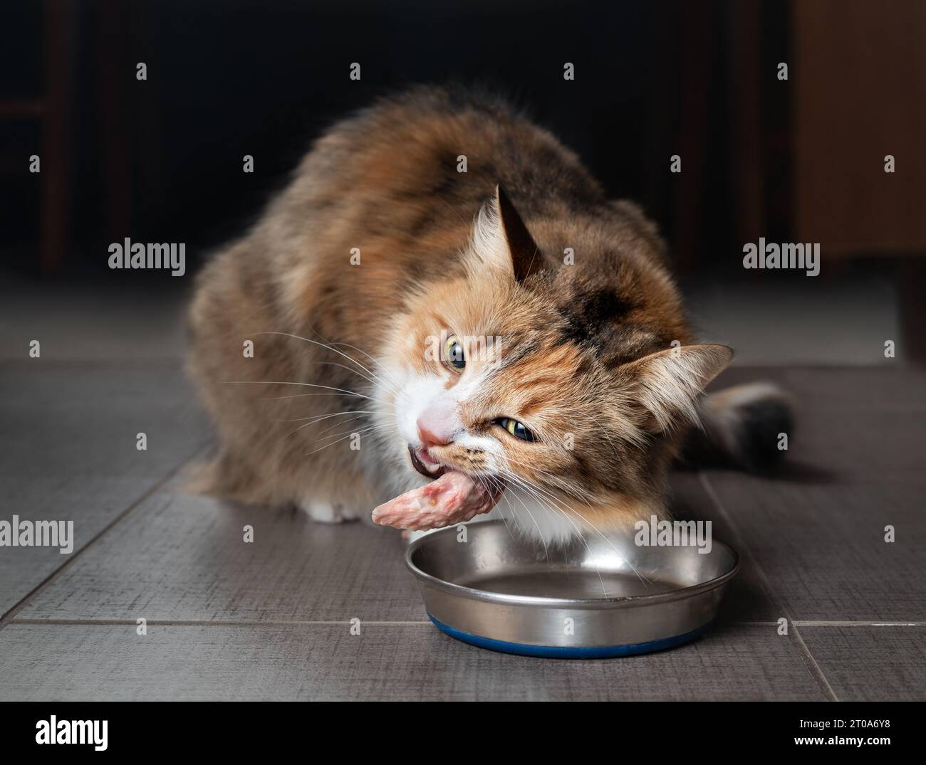 Cat mangiare pollo crudo punta ala. Gattino femminile masticando su pezzo di carne cruda in cucina con testa inclinata. Concetto per la dieta di cibo crudo per i gatti, cani a Foto Stock