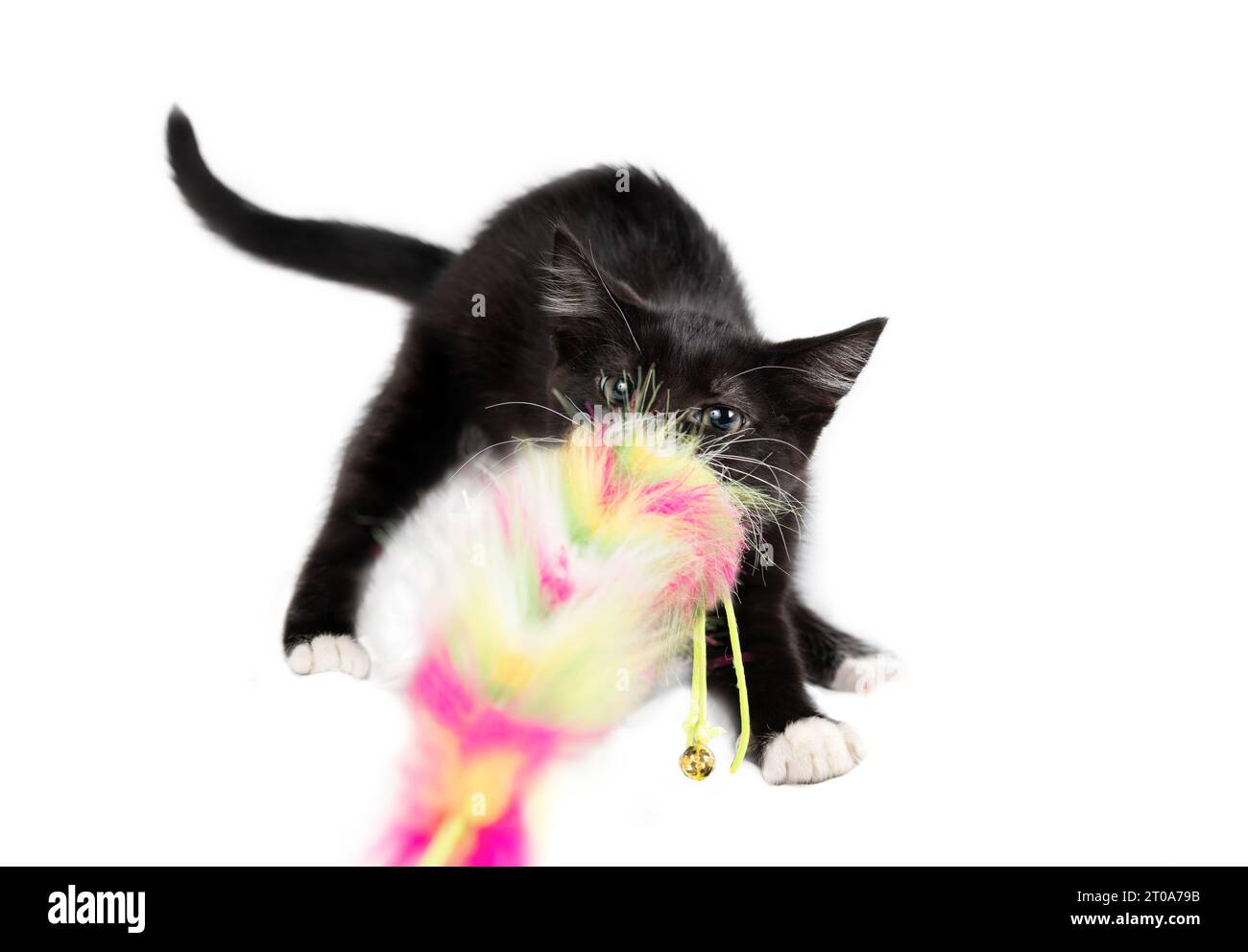 Piccolo gattino che gioca con il giocattolo di piume tirandolo indietro. Cat in azione. Divertente gattino di 8 settimane con soffice bacchetta gatto in bocca. Sfocata a. Foto Stock