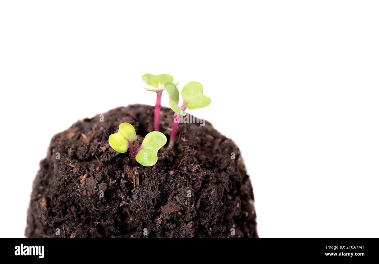 Piccola piantina di kale che cresce da terreno con fondo isolato. Gruppo di piantagione rosso russo di kale, appena emerso. Conosciuto come cavolo della foglia, colletto Foto Stock