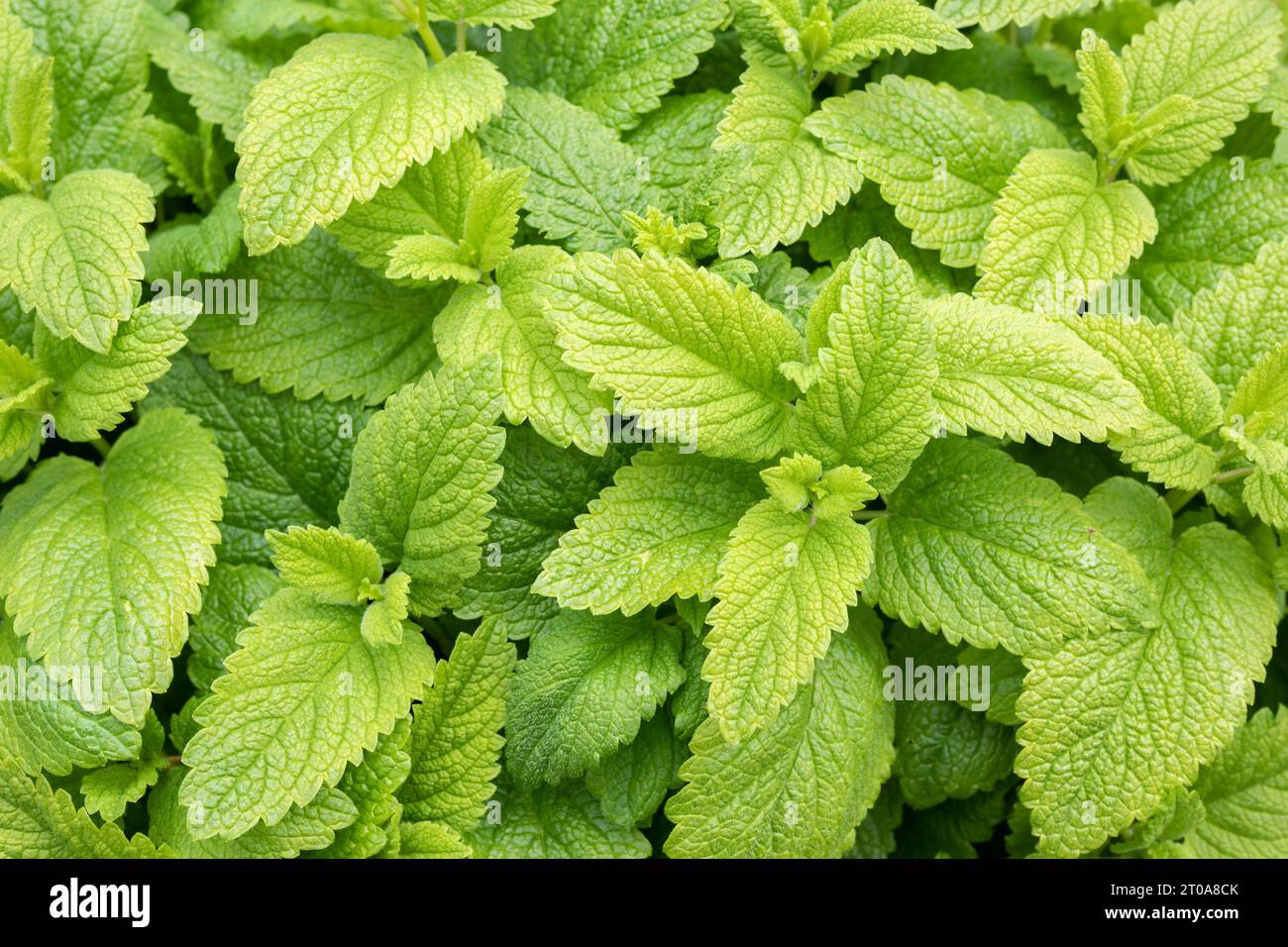 Vista dall'alto dell'impianto di limoni Lemonella, all'esterno. Erbe ornamentali profumate di limone con foglie verdi e gialle lussureggianti. Noto come balsamo delicato Foto Stock