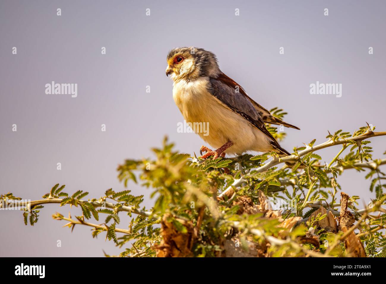 Un falco pigmeo che cerca prede in Etiopia. Foto Stock