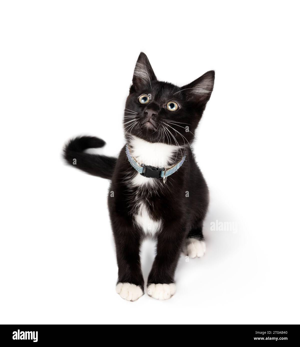 Gattino isolato seduto e guardando in alto la fotocamera. Curiosità o linguaggio del corpo interessato durante il gioco o la caccia. Corpo completo di un gatto smoking di 8 settimane Foto Stock