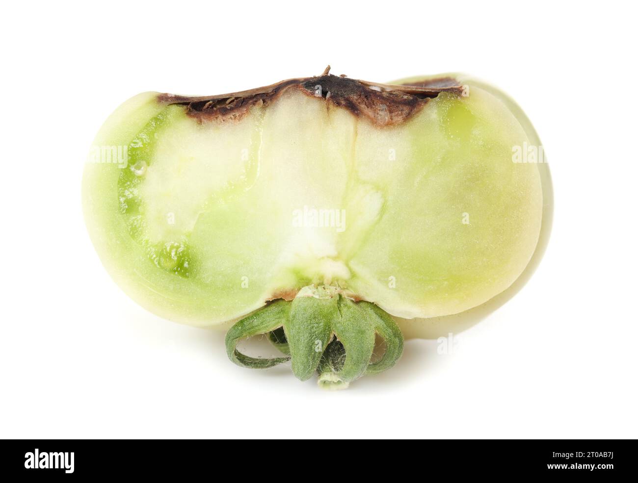 Fetta di pomodoro con morbo di marciume di fine fioritura. Sezione trasversale isolata di pomodoro crudo con sezione marrone marcio per mancanza di calcio. Physiol Foto Stock