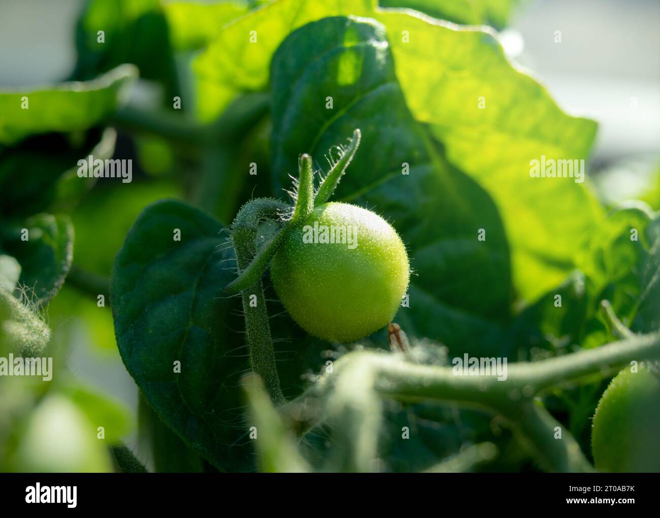 Pomodoro ciliegia non maturo al ramo, la mattina presto. Primo piano della frutta di pomodoro verde sul ramo. Pianta compatta Red Robin Cherry Tomato Bush che cresce nel tetto ga Foto Stock