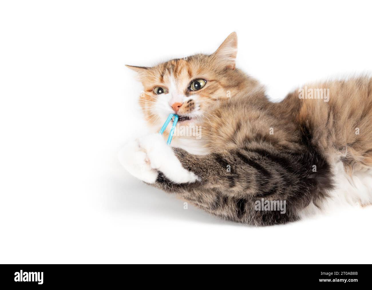 Un gatto simpatico che gioca con la fascia di capelli o con la fascia di gomma mentre è sdraiato sul pavimento. Soffice gattino calico che guarda la fotocamera con occhi pazzi. Gatto con giocattolo in mo Foto Stock