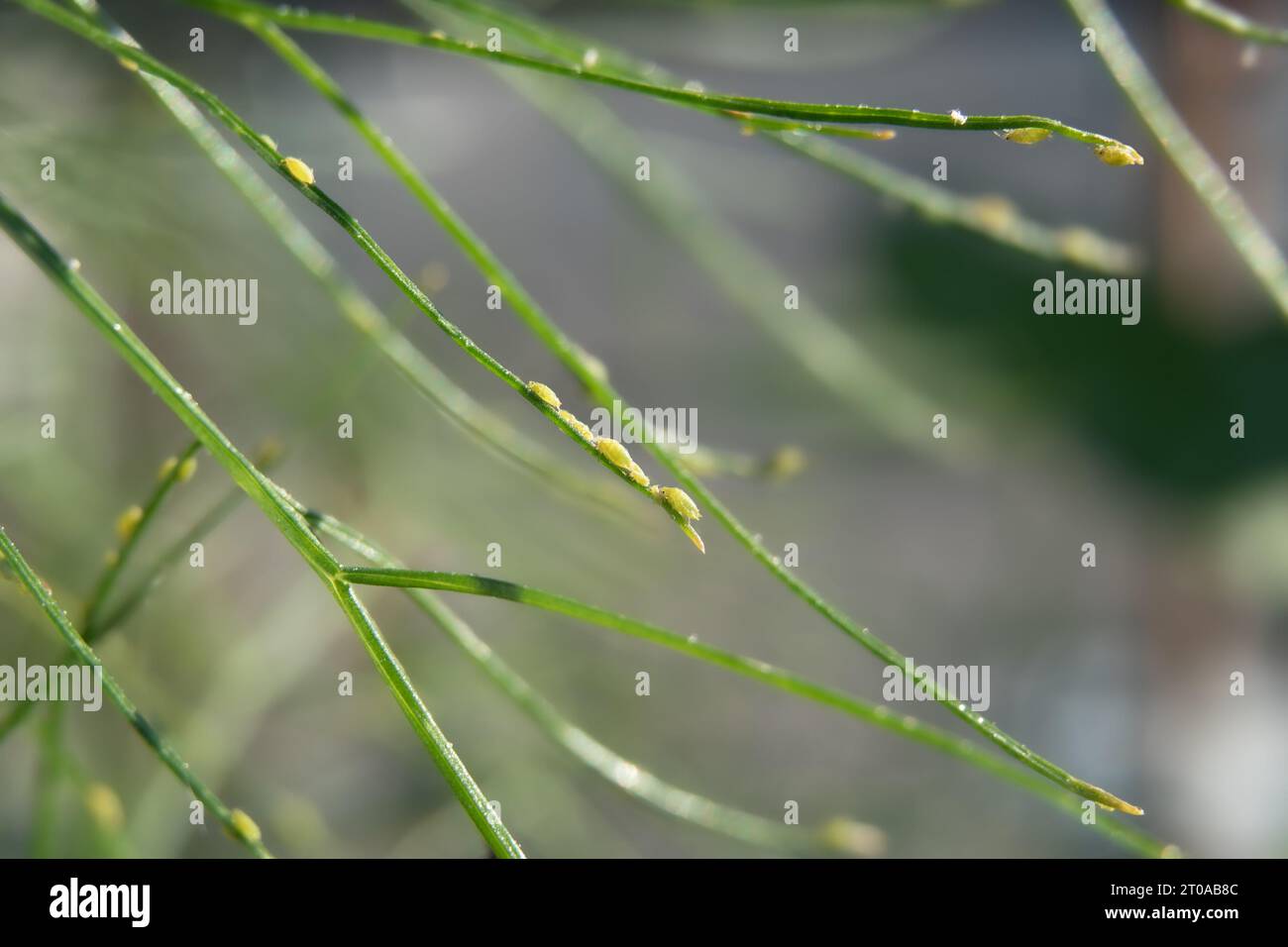 Molti afidi gialli sulla pianta del finocchio in giardino, mattina presto. Finocchio infestato da piccoli insetti seduti in gruppo. Concentrazione selettiva su alcuni afidi con Foto Stock