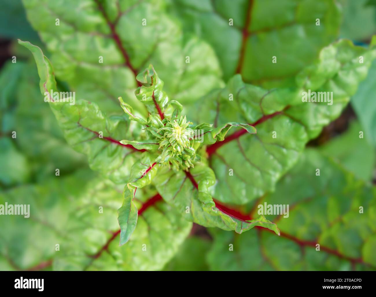 Swiss chard Bolting, primo piano. Vista dall'alto della pianta di Ruby Red Swiss Chard con gemme di fiori precoci che si formano a causa del calore della siccità. Conosciuto come bietola di stelo, spinac Foto Stock