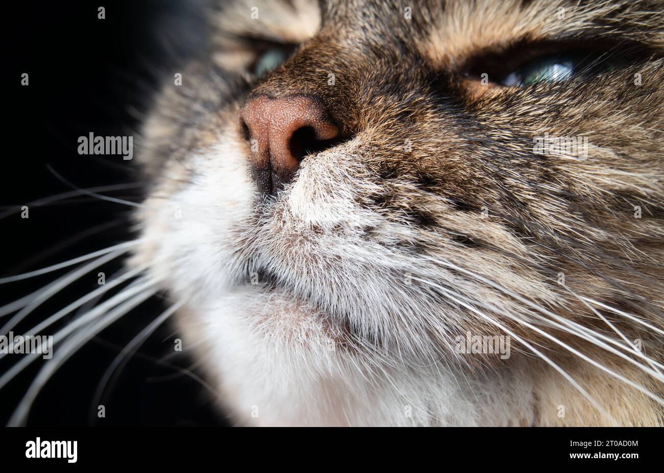 Primo piano del naso del gatto su sfondo nero. La testa del gatto Tabby è leggermente inclinata verso l'alto, puzza o annusare qualcosa. Viso gatto anziano femmina a capelli lunghi. Selez Foto Stock