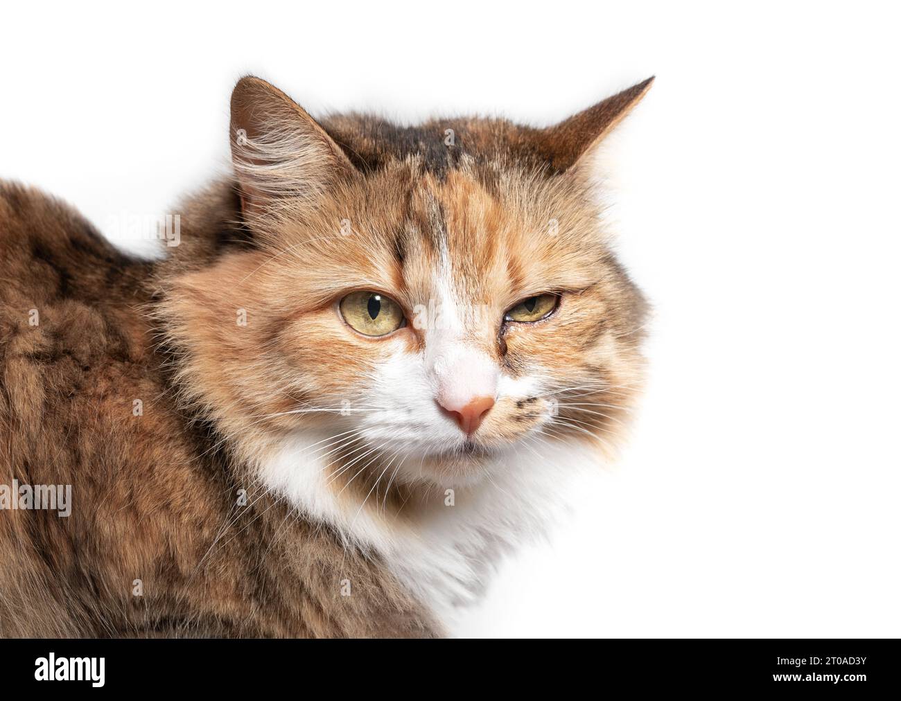 Gatto con infezione oculare che guarda la fotocamera. Primo piano del gatto con un occhio in vetro, lacrime e scolorito. Occhio di gatto mezzo chiuso dal dolore. Congiuntivite, fe Foto Stock