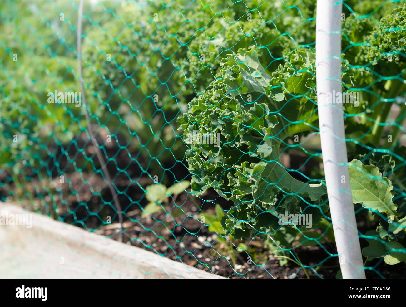 Coprire le verdure con la rete immagini e fotografie stock ad alta  risoluzione - Alamy