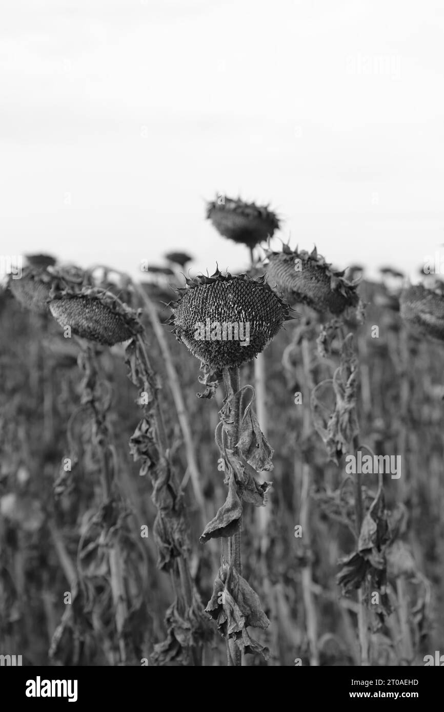 un campo con girasoli sbiaditi Foto Stock