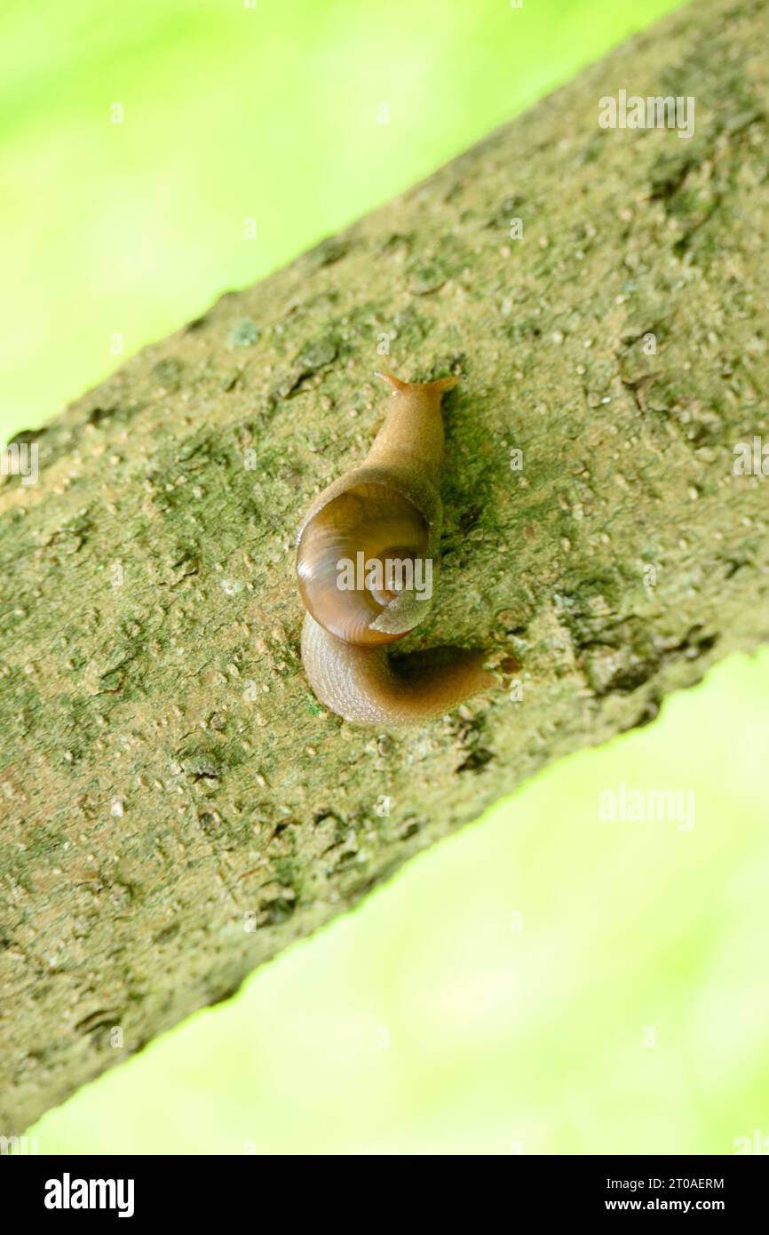 primo piano: la piccola chiocciola marrone si attacca all'albero marrone con uno sfondo marrone verde naturale. Foto Stock