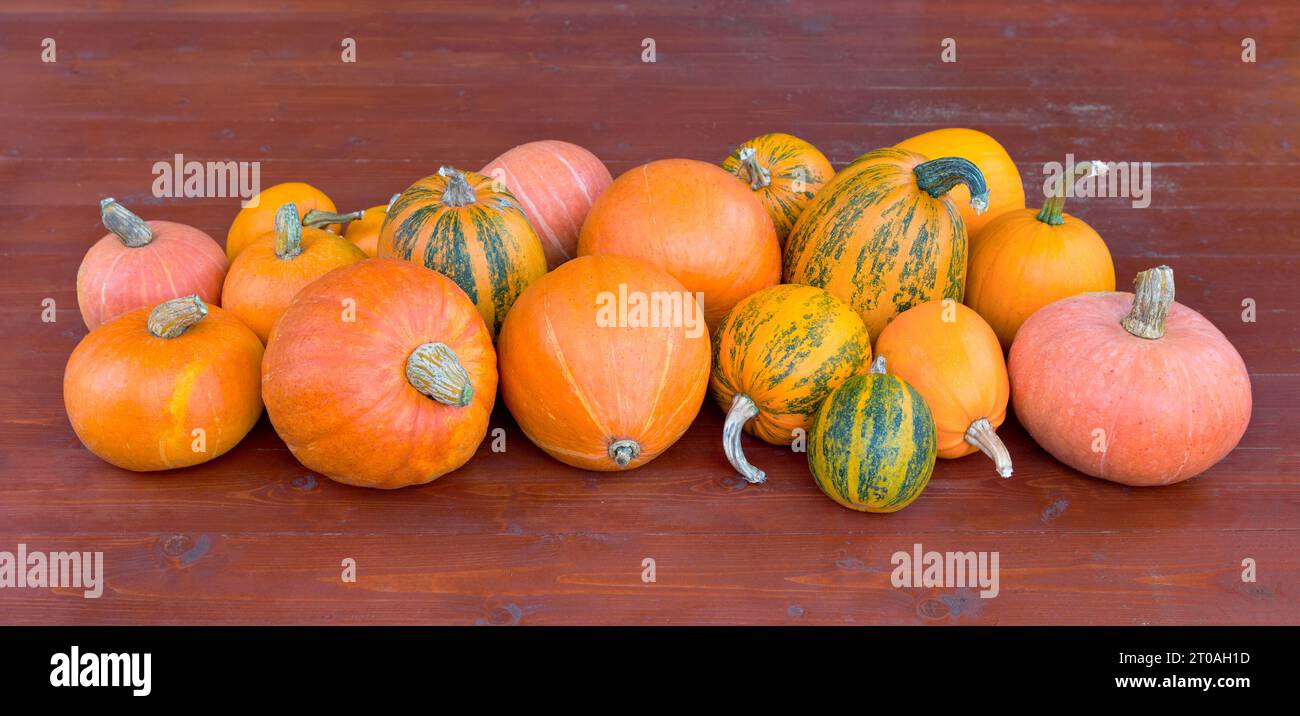 Zucca di tipo diverso su tavolo in legno. Cibo da raccolto autunnale. Foto Stock