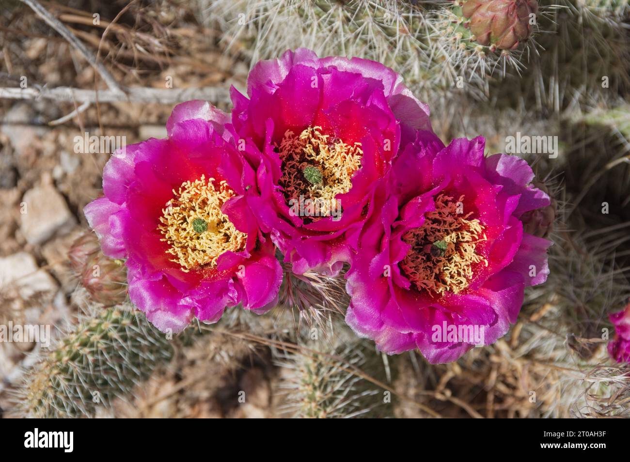 Tre fiori di cactus rosa a coda di gallo nel deserto del Nevada Foto Stock