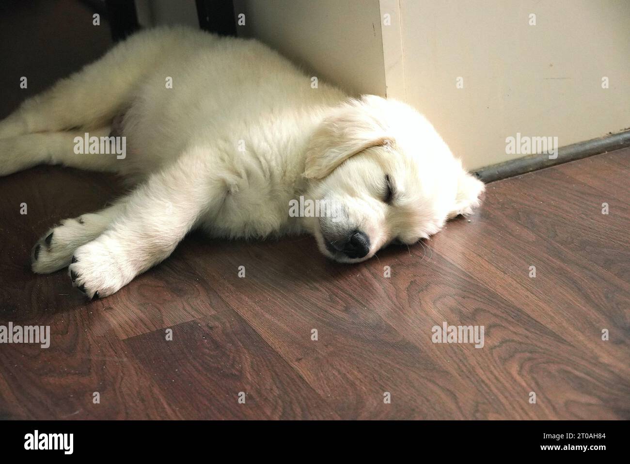 Adorabile cucciolo inglese Golden Retriever dorme dopo una lunga giornata di gioco Foto Stock