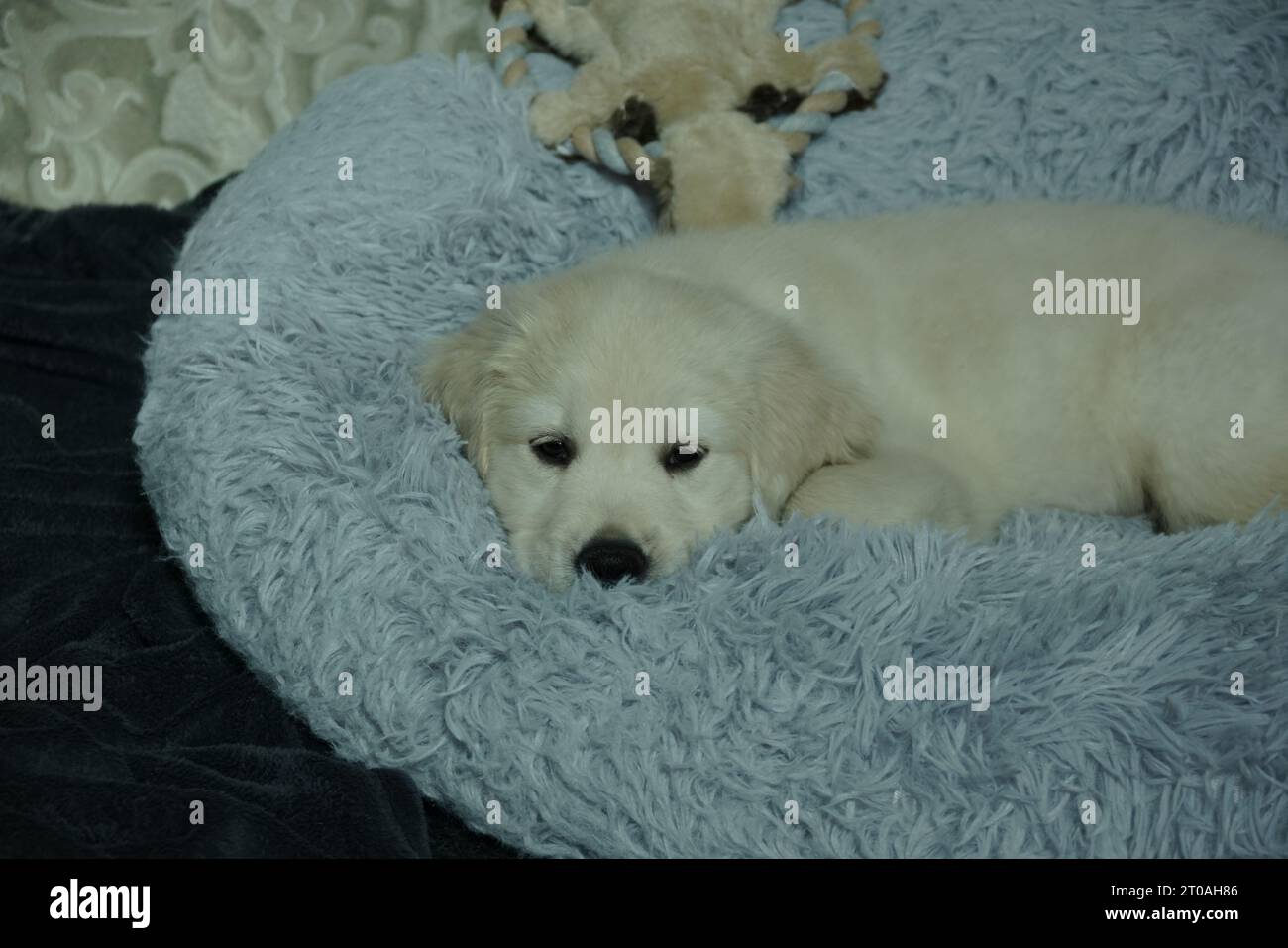 Adorabile cucciolo inglese Golden Retriever dorme dopo una lunga giornata di gioco Foto Stock