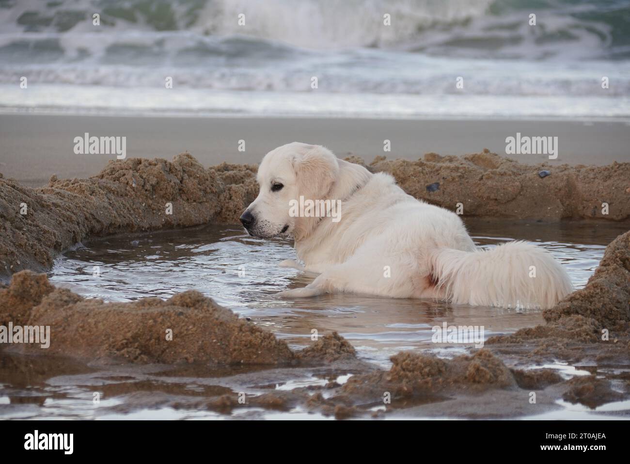 Adorabile cucciolo inglese Golden Retriever Cream che gioca alla spiaggia Foto Stock