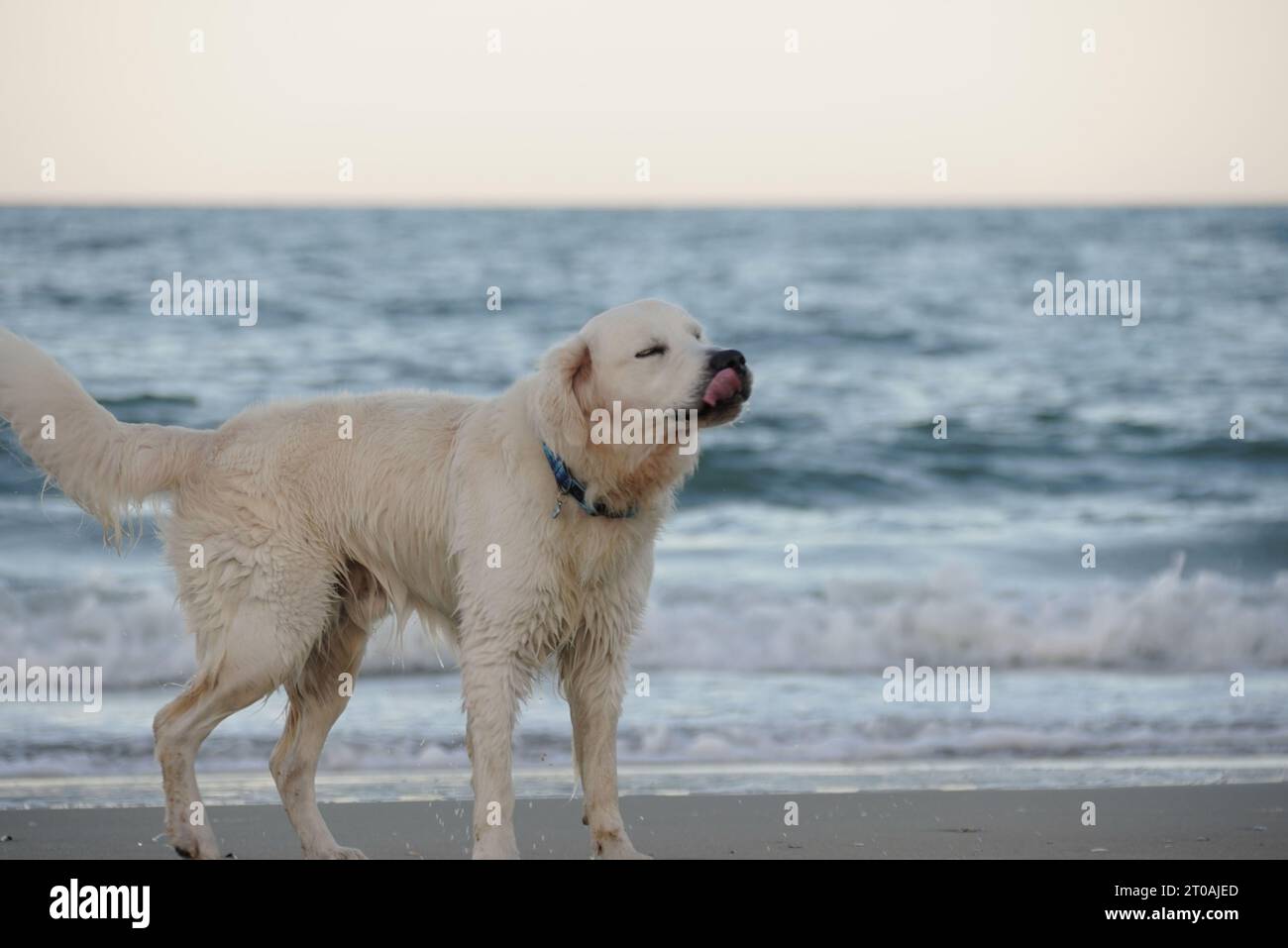 Adorabile cucciolo inglese Golden Retriever Cream che gioca alla spiaggia Foto Stock