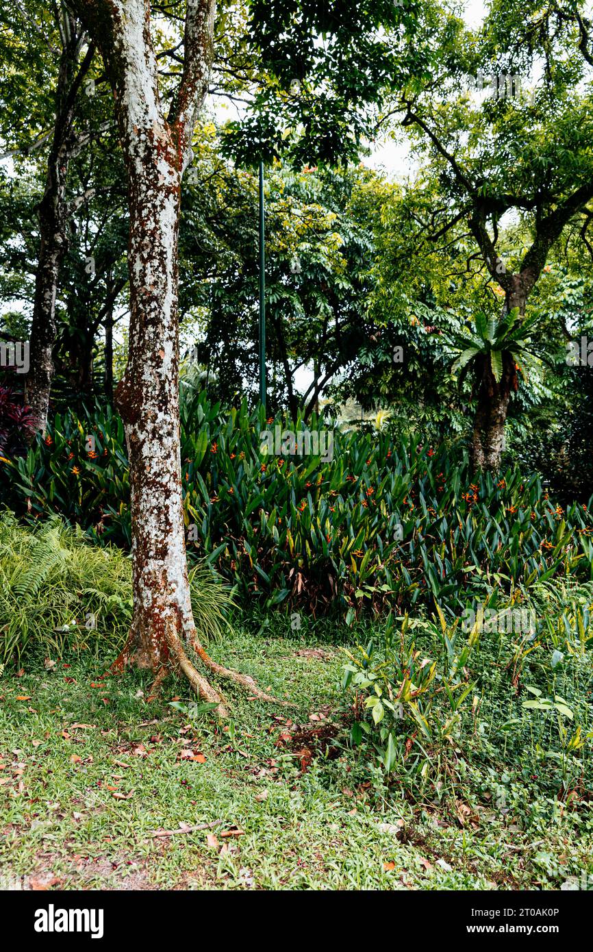 Giardini botanici Perdana (Lake Gardens Park) nel centro di Kuala Lumpur - Parco ricreativo nel centro della capitale malese Foto Stock