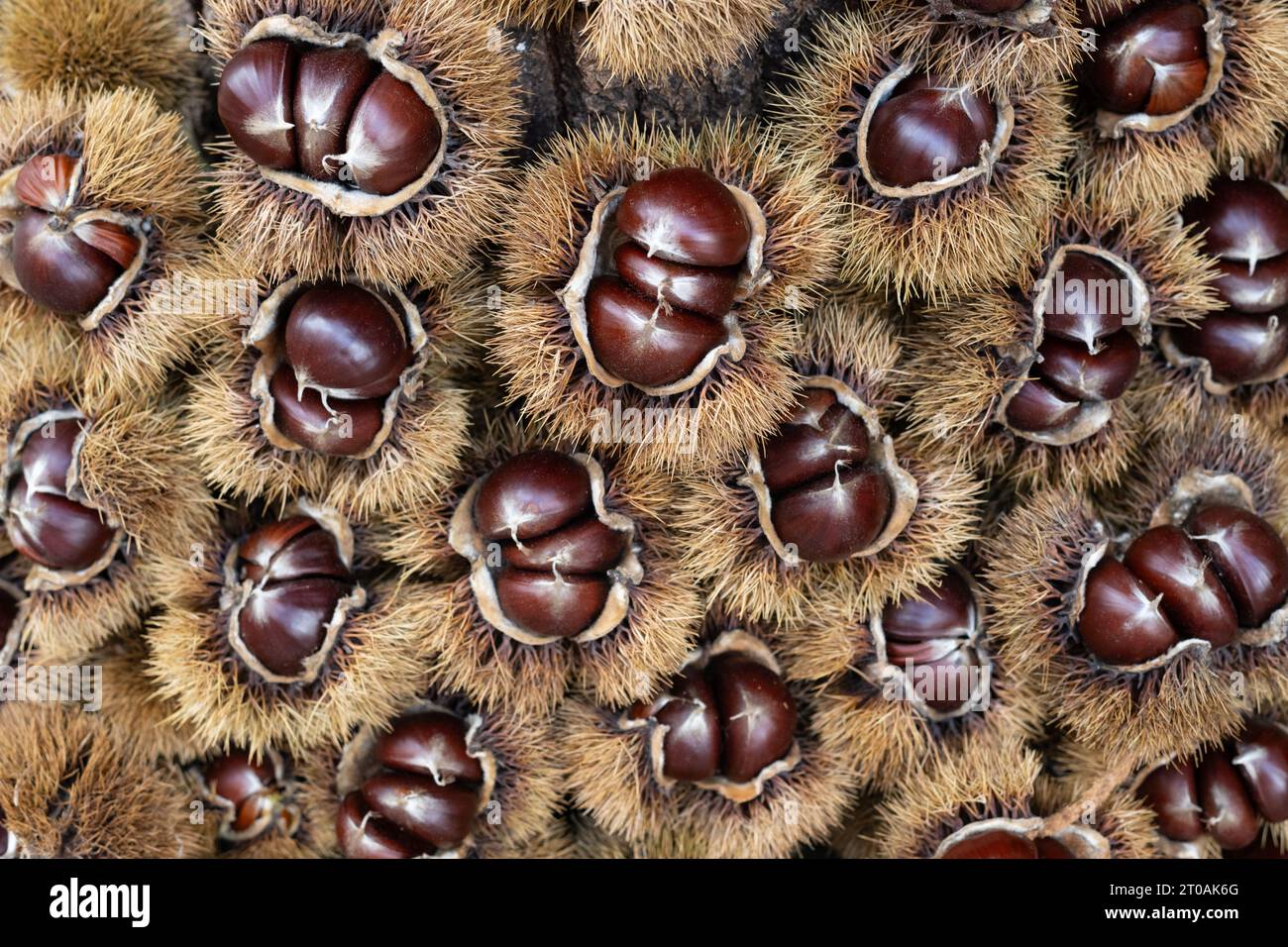 Castagne dolci - Castanea sativa - in vendita in Spagna Foto Stock