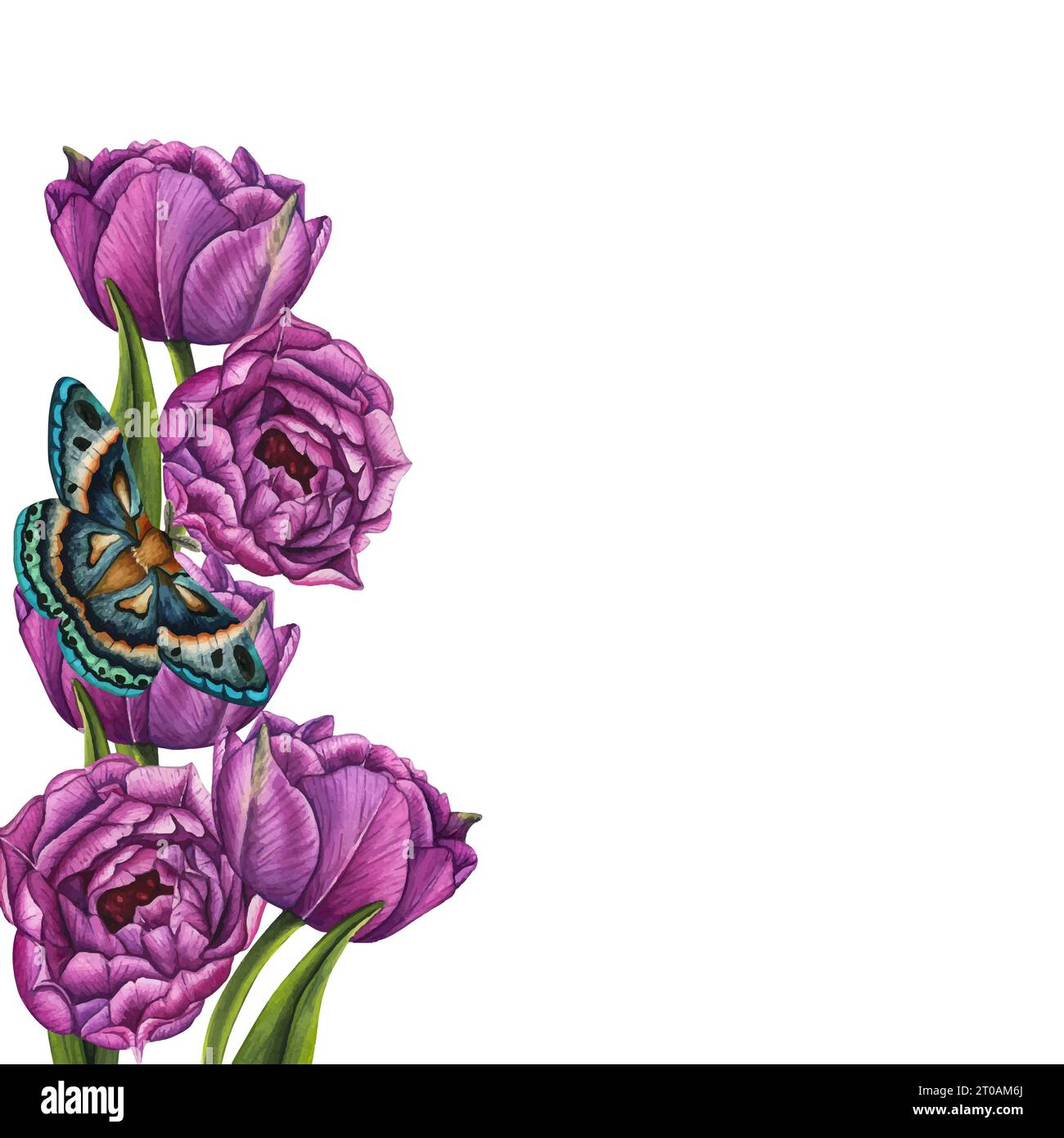 Illustrazione vettoriale della composizione floreale, della cornice, del bouquet per biglietti di auguri, sfondo o volantino. Tulipani violetti e farfalla. 8 marzo. Internazionale Illustrazione Vettoriale