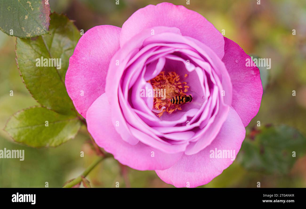 Un'ape raccoglie il miele in una rosa viola nel parco in autunno Foto Stock
