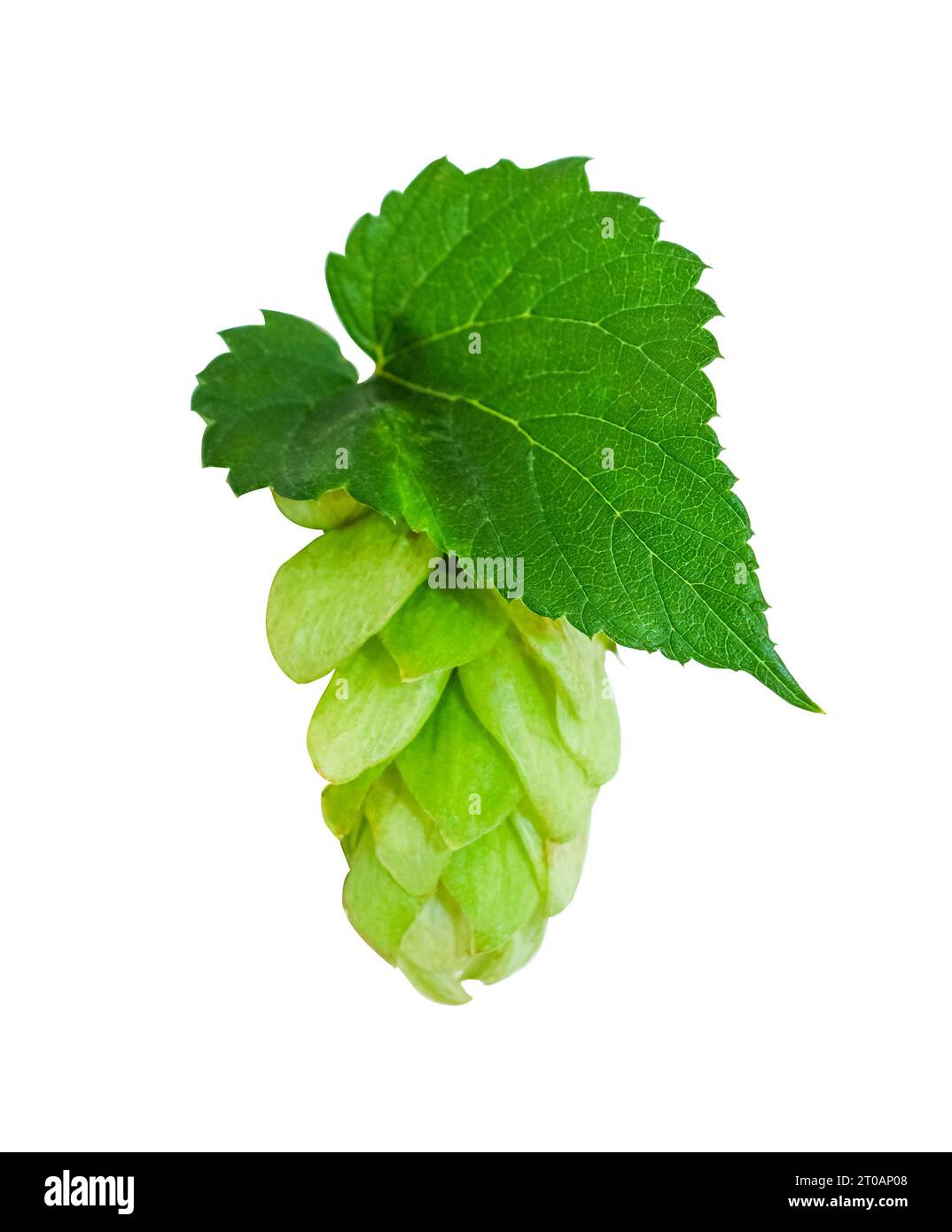 Coni e foglie di luppolo verde fresco, isolati su sfondo bianco. Birrificio, elemento di design per panifici con percorso di ritaglio. Foto Stock