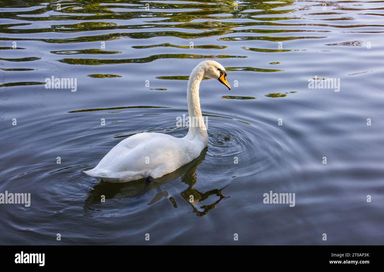 White Swan sul lago. Mute Swan (Cygnus olor) scivola sul lago al tramonto. Incredibile scena del tramonto, splendido maestoso Swan sul lago al tramonto Foto Stock